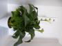 Arum tfe-p25