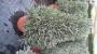 Lavandula pyr-60/70-p25