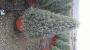 Lavandula pyr-70/80-p30