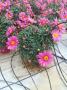 Anthemis rose tfe-p10