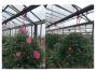 Anthemis daisy crazy tfe-suspø20