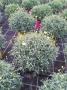 Anthemis daisy crazy tfe-p18-coul