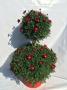 Anthemis daisy crazy dble bout-p35-coul