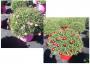 Anthemis daisy crazy tfe-p45-coul