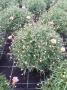 Anthemis rose tfe-p18-coul