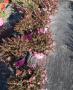 Leptospermum tfe-p14