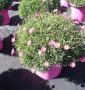 Anthemis rose tfe-p35-coul
