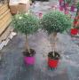 Anthemis rge tg-p18-coul