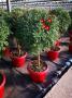 Anthemis rge tg-p30-coul