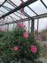 Anthemis rose tfe-suspø20