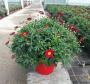 Anthemis rge tfe-p25-coul