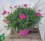 Anthemis rose tfe-p14-coul