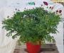 Anthemis rge tfe-p14-coul