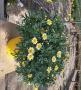 Anthemis jne tfe-p25-coul