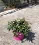 Abelia grandiflora tfe-p18
