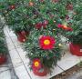 Anthemis rge tfe-p10