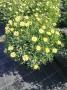 Anthemis jne tfe-p35-coul