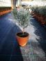 Lavandula tg-p11-tc