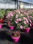 Anthemis rose tg-110/120-p25