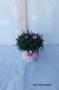 Oeillet pink kiss tfe-p11