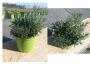 Aromatiques+romarin tfe-3plt-p18