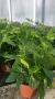 Aralia tfe-p15