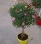 Anthemis carnival tg-p25-coul