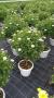 Anthemis bofinger tg-90/100-p30