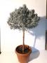 Lavandula tg-110/120-p30