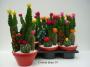 Comp. plantes grasses fleurs art.14