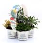 Aromatiques tfe-pack4p9