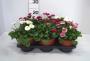 BELLIS TFE-P14
