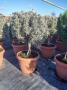 Lavandula tg-h90-p35