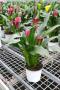 Arum colore tfe-p15-coul
