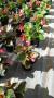 Begonia big tfe-p14