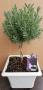 Lavandula stoechas bonsai-tg-bac23