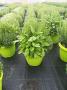 Aromatiques+romarin tfe-3plt-p25