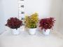 Coleus tfe-p14
