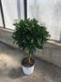 Anthemis albenga tg-90/100-p18