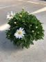 Anthemis albenga tfe-p18