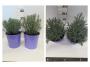 Lavandula grosso tfe-p18