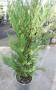 CUPRESSOCYPARIS leylandii 150/175 C10/12L