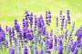 LAVANDULA angustifolia TFE P18