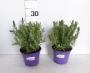 Lavandula stoechas tfe-p14