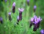 LAVANDULA stoechas TFE P18