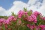 NERIUM oleander 50/60 BAC19-COUL