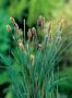 Carex panacea p9