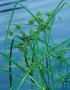 Cyperus alternifolius p19