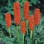 Arum italicum p9