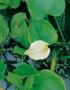 Calla palustris h20-p9